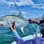 jack-crevalle-on-fly.jpeg