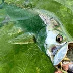 Tarpon-fishing-charter.jpeg