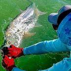 tarpon-fishing-report.jpg