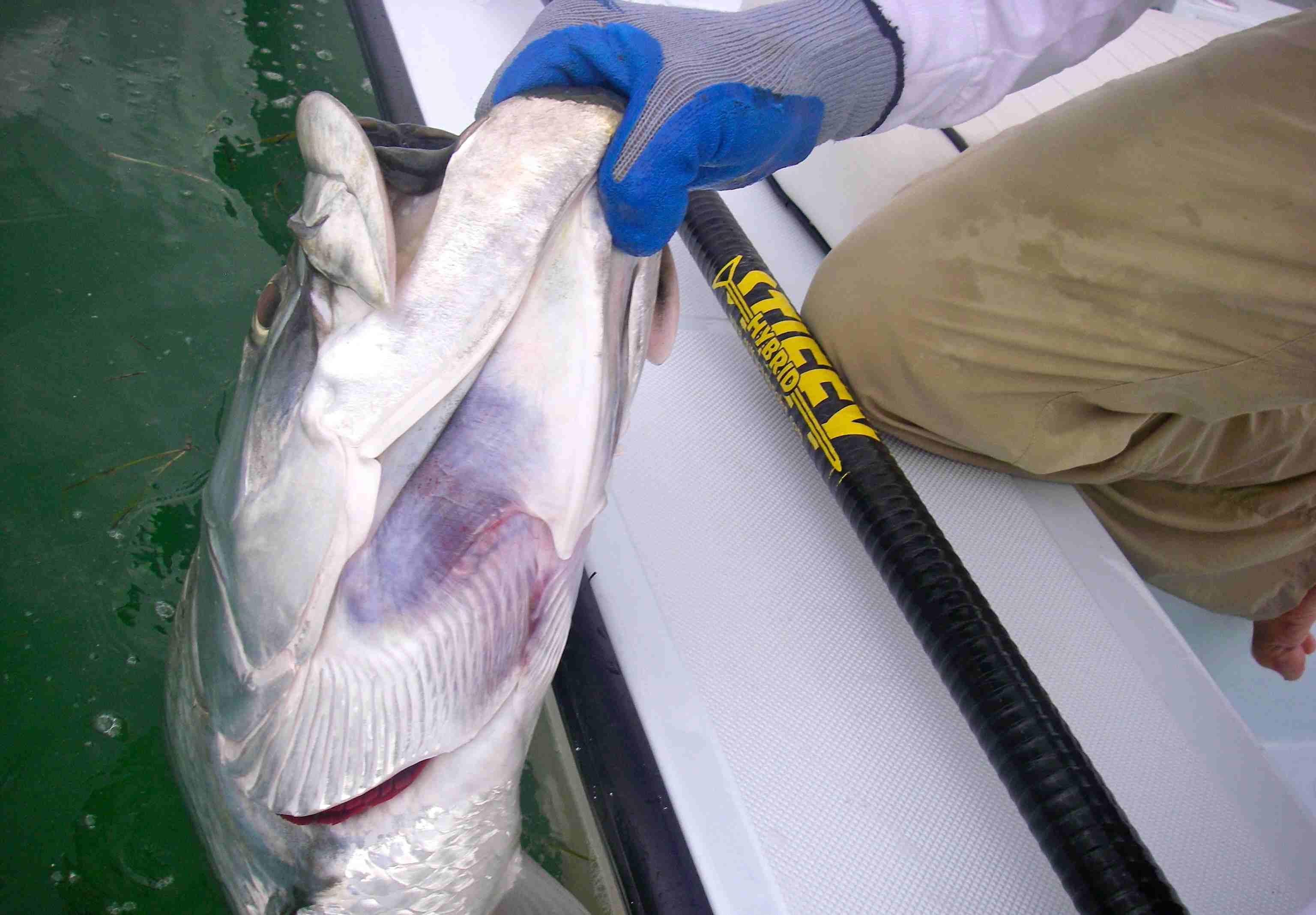 A big tarpon caught during a Key West flats fishing charter