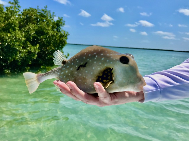 A box fish caught on a Florida Keys flats fishing charter