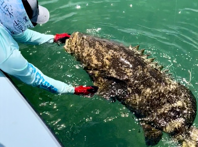 A goliath grouper caught in the Florida Keys backcountry